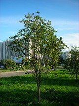 Липа крупнолистная 2-3 метра