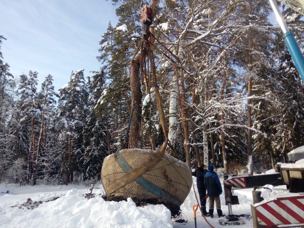 Пересадка деревьев (крупномеров)