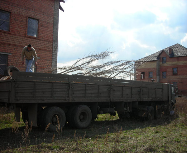 Посадка деревьев осенью