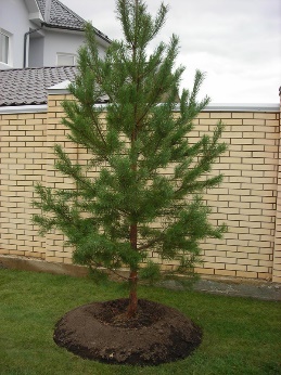 Сосна обыкновенная
Высота 2 – 3 метра