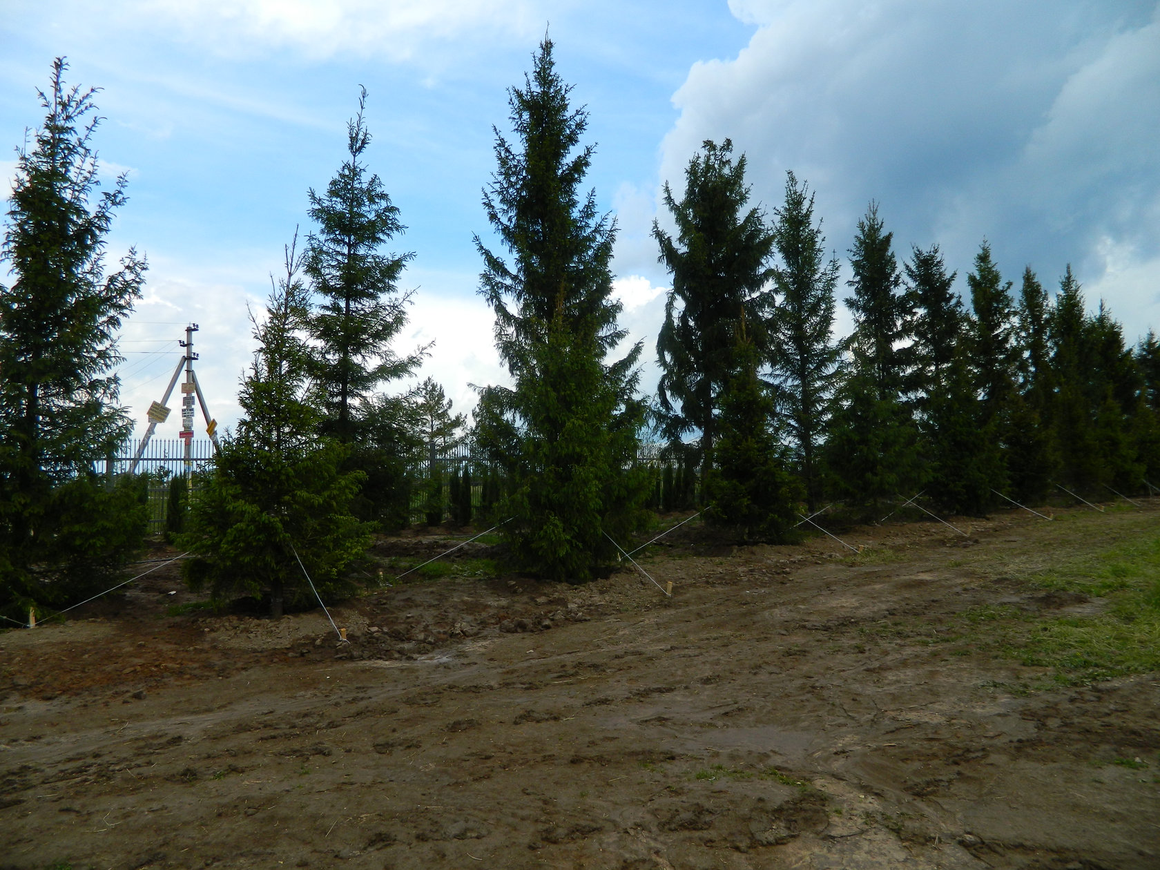 Ель обыкновенная 7-8 м