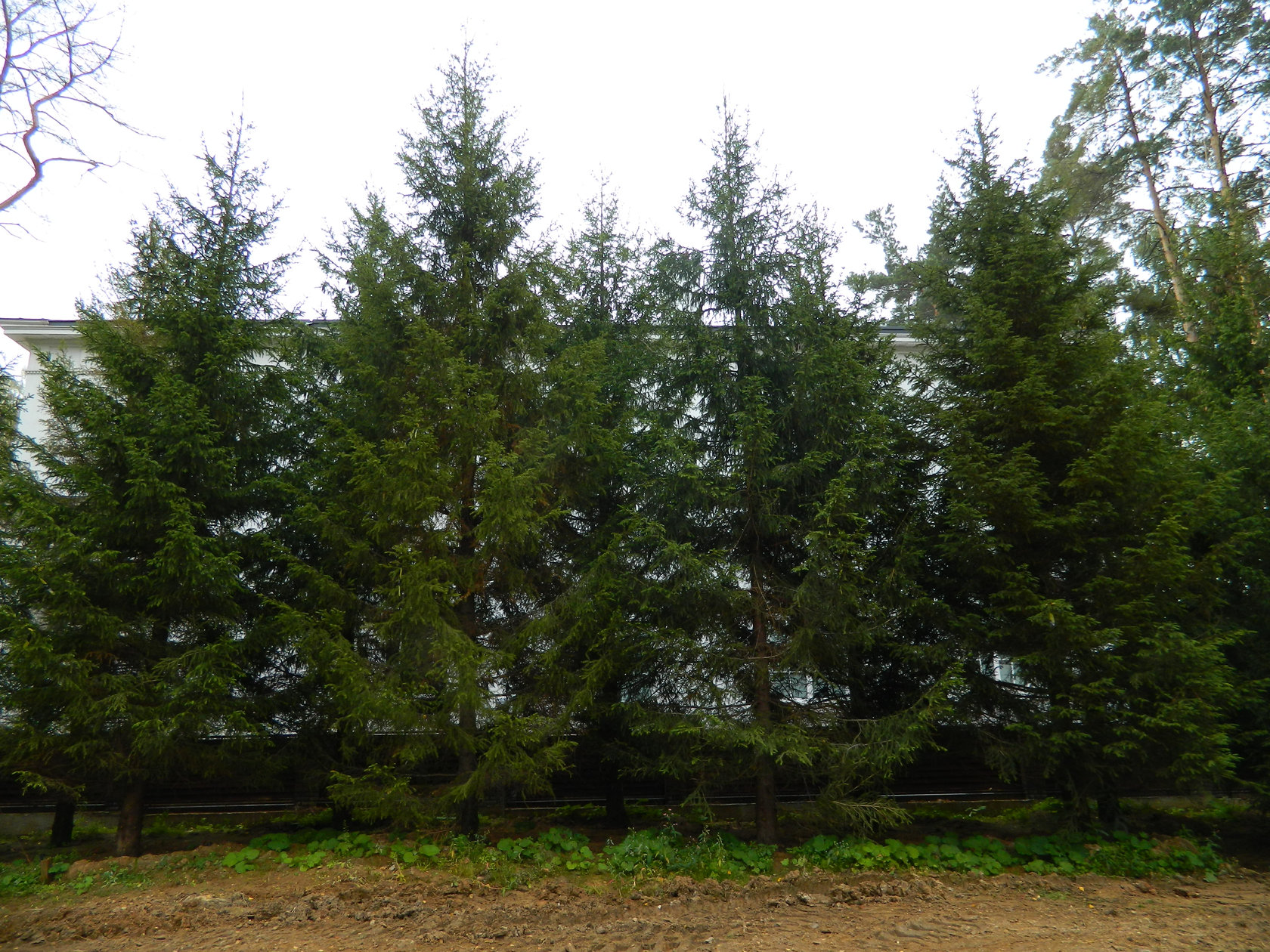 Ель обыкновенная 10-12 м