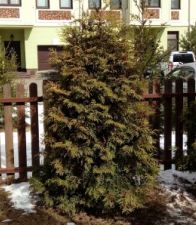 Туя брабант